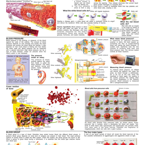 Dreamland Publications Educational Chart for Kids - The Blood Group, Cells & Pressure - Distacart