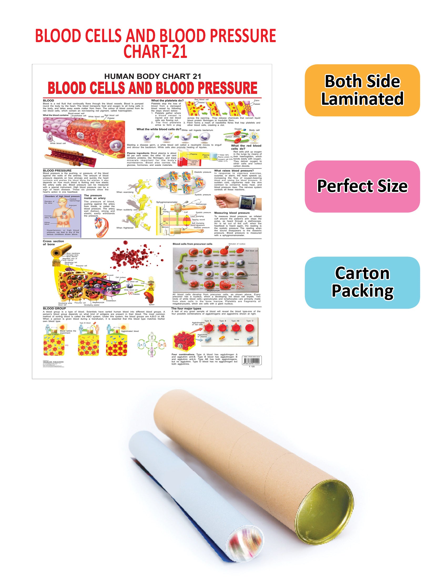 Dreamland Publications Educational Chart for Kids - The Blood Group, Cells & Pressure - Distacart