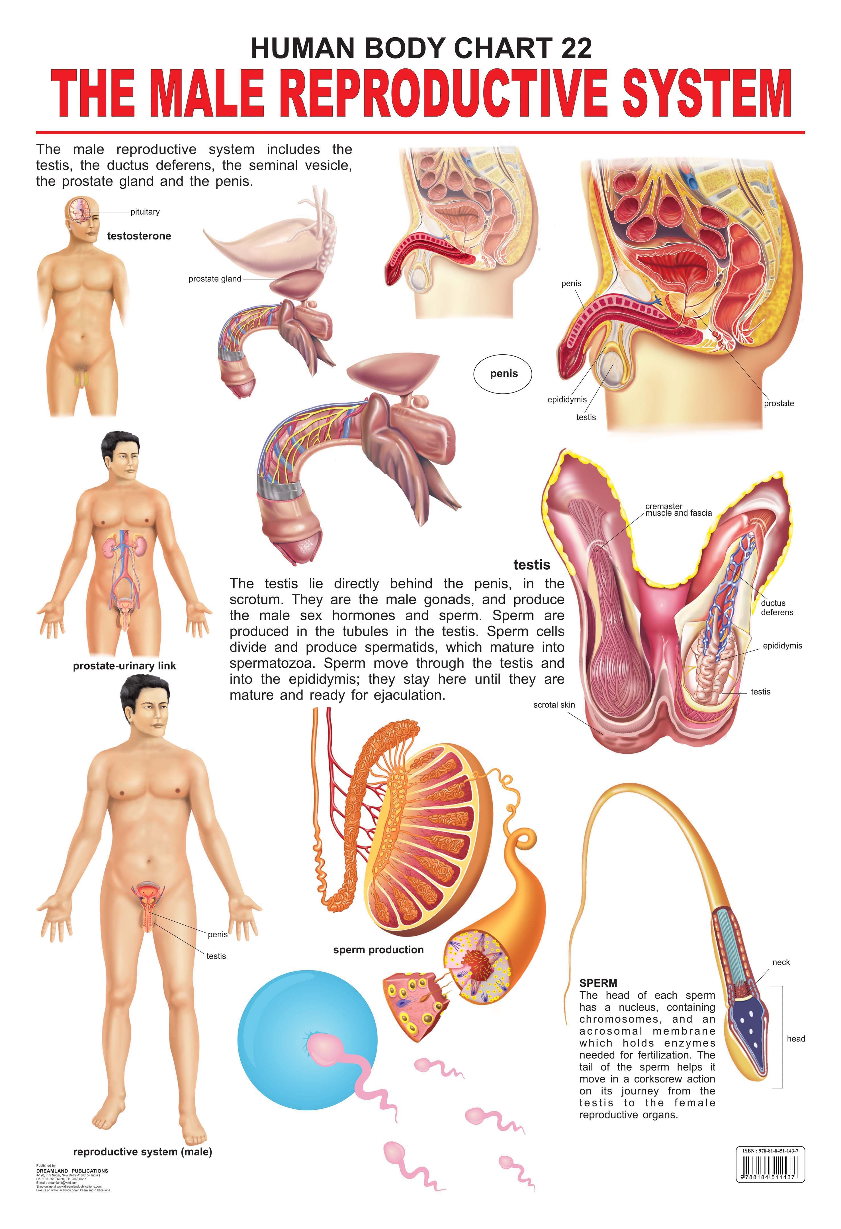 Dreamland Publications Educational Chart for Kids - The Male Reproductive System - Distacart