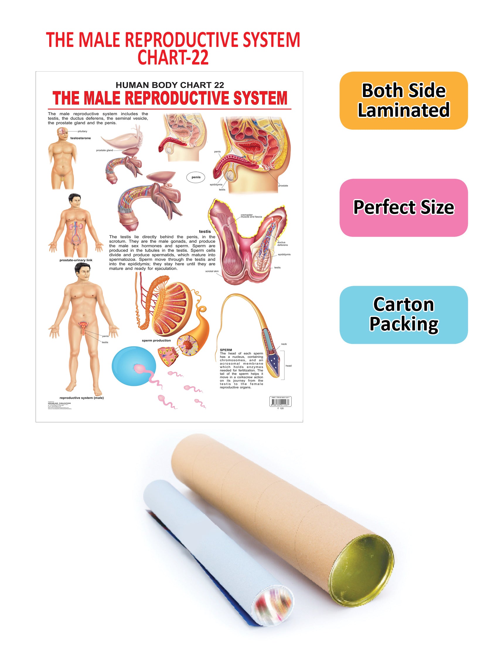Dreamland Publications Educational Chart for Kids - The Male Reproductive System - Distacart