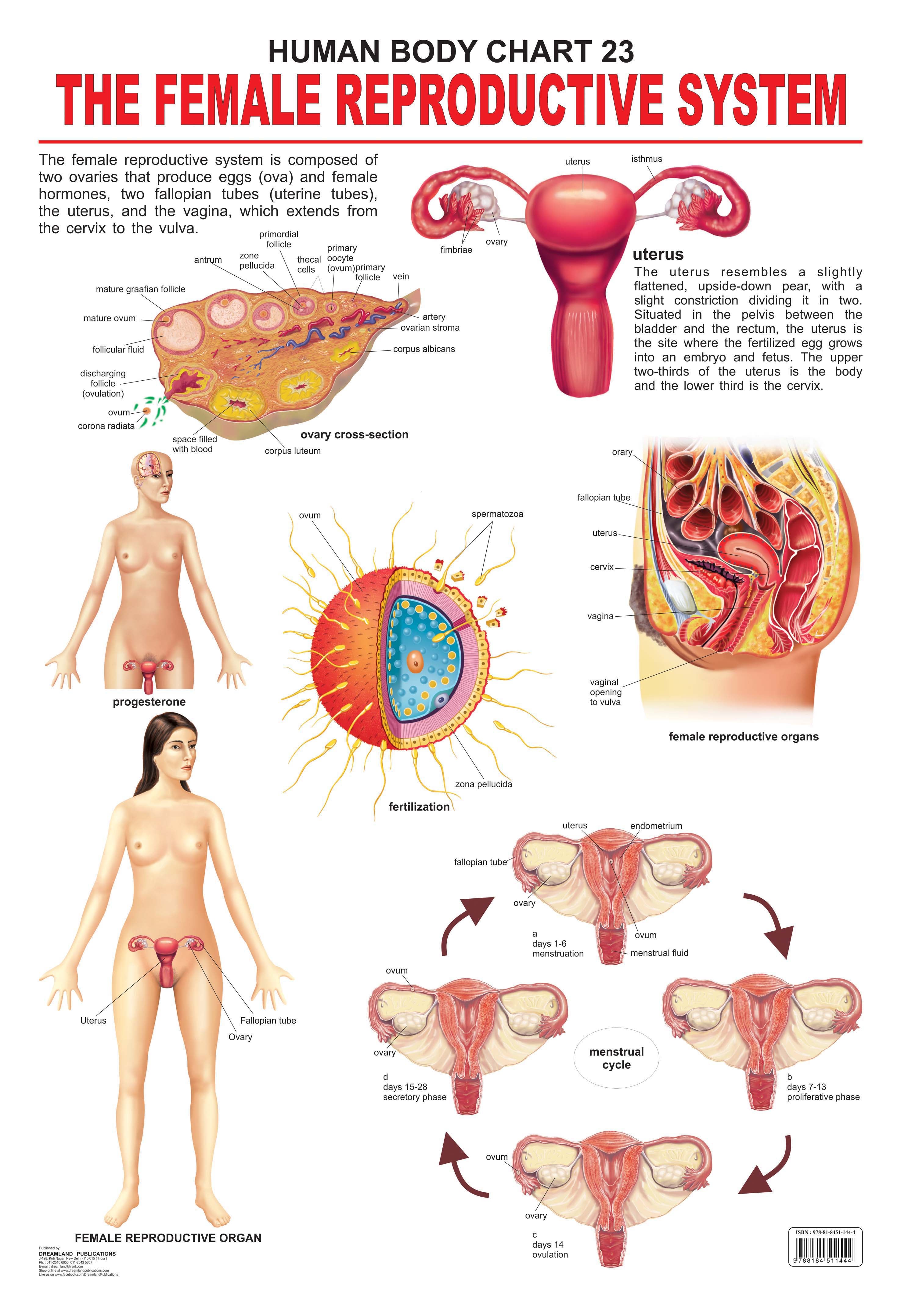 Dreamland Publications Educational Chart for Kids - The Female Reproductive System - Distacart