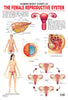 Dreamland Publications Educational Chart for Kids - The Female Reproductive System - Distacart