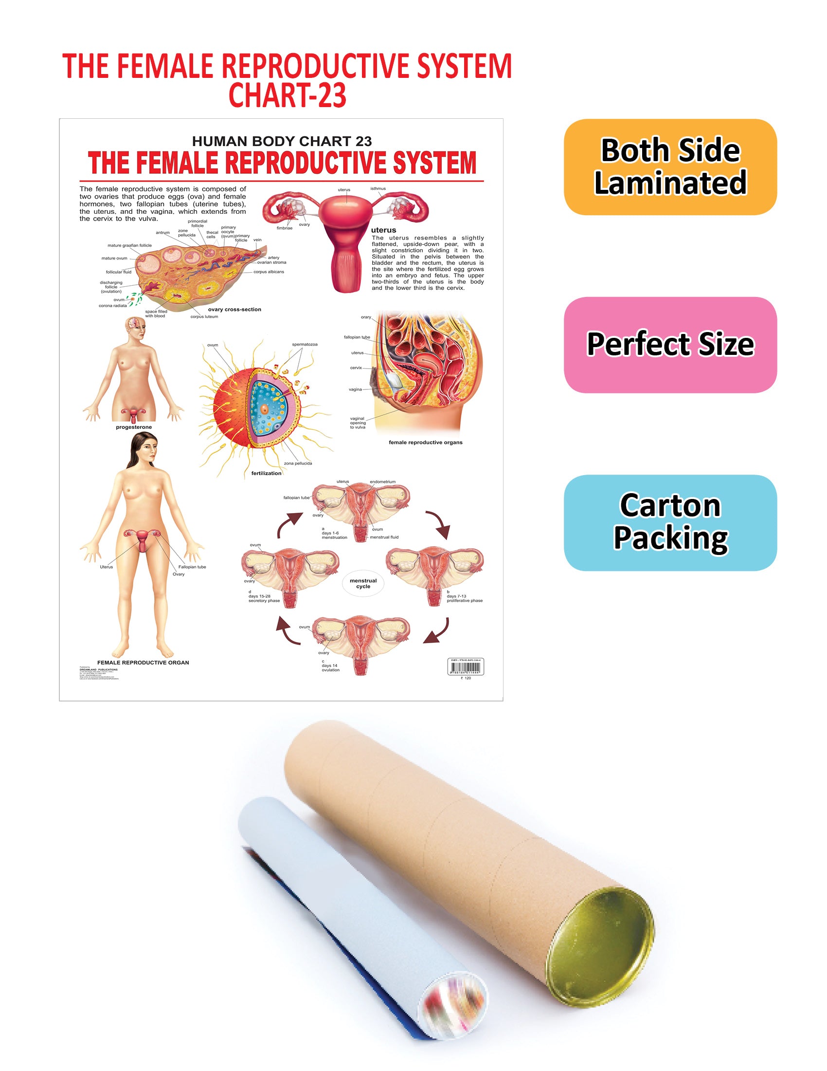 Dreamland Publications Educational Chart for Kids - The Female Reproductive System - Distacart