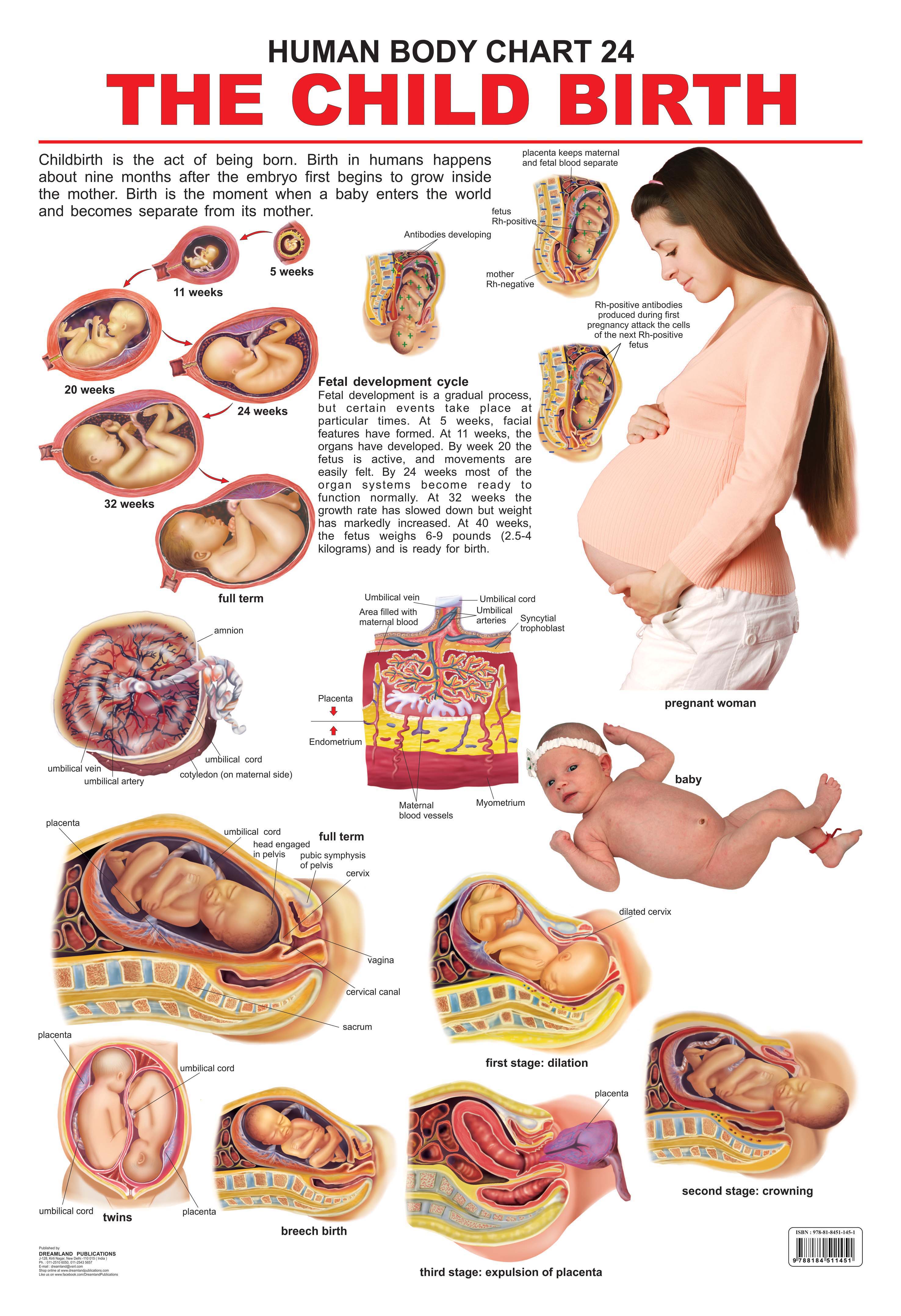 Dreamland Publications Educational Chart for Kids - The Child Birth - Distacart