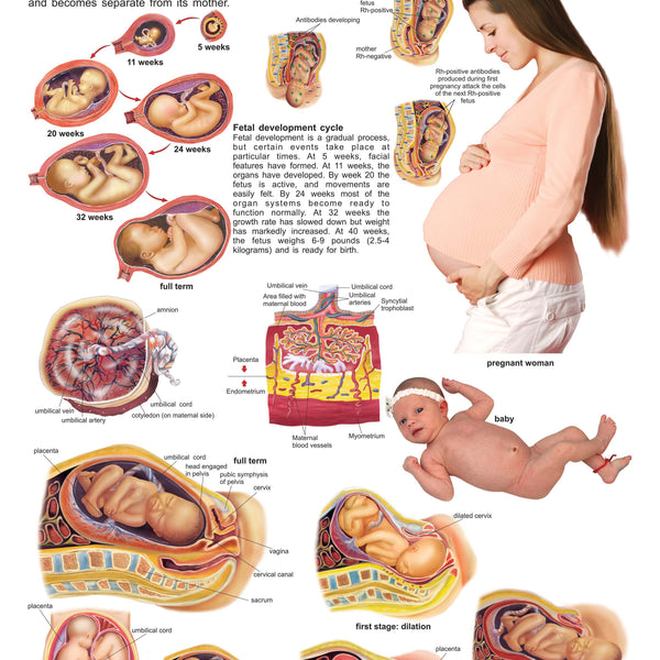 Dreamland Publications Educational Chart for Kids - The Child Birth - Distacart