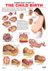 Dreamland Publications Educational Chart for Kids - The Child Birth - Distacart