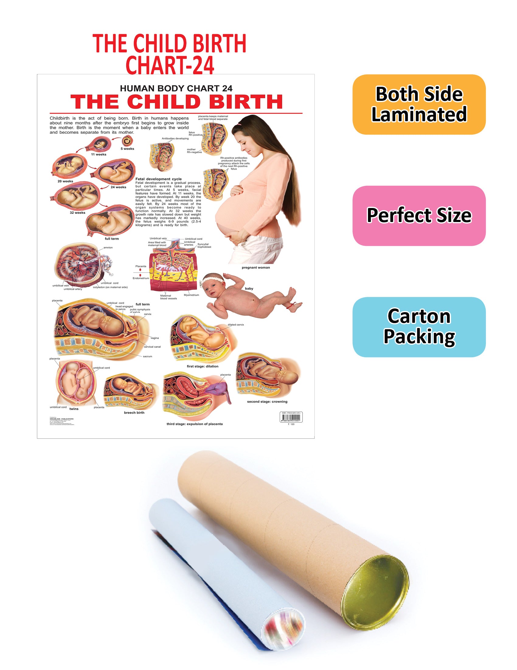 Dreamland Publications Educational Chart for Kids - The Child Birth - Distacart