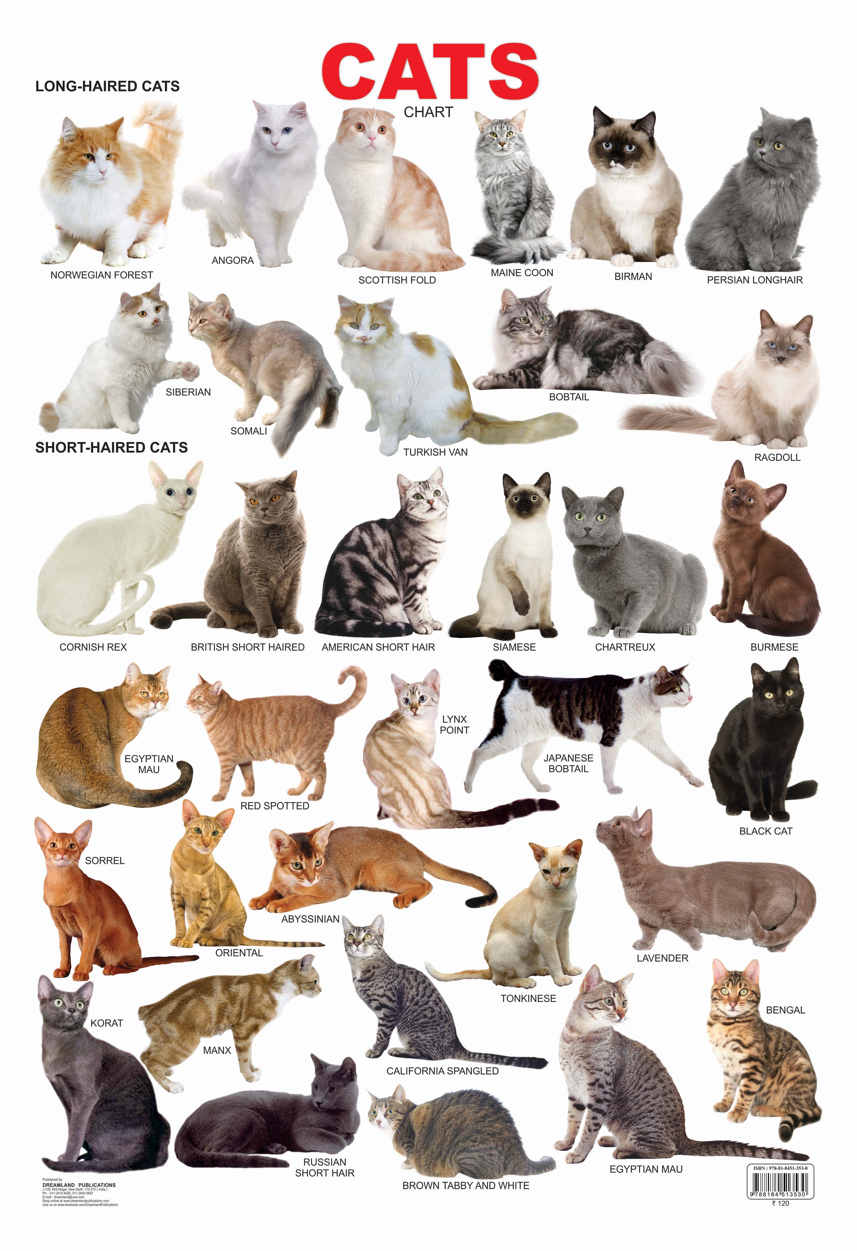 Dreamland Publications Cat Chart : Children Reference Educational Laminated Chart - Distacart