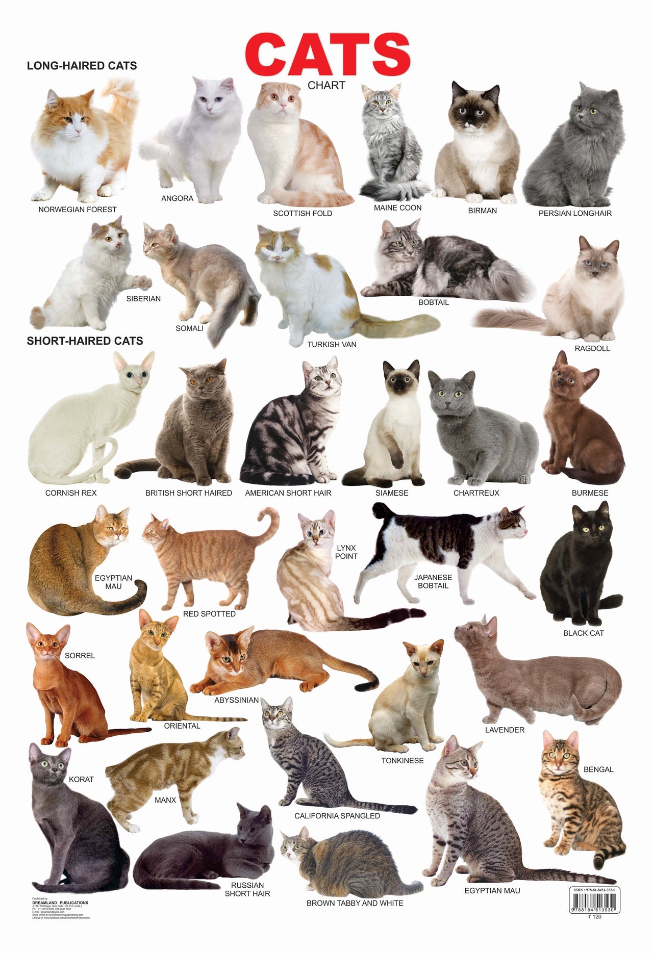 Buy Dreamland Publications Cat Chart Children Reference Educational
