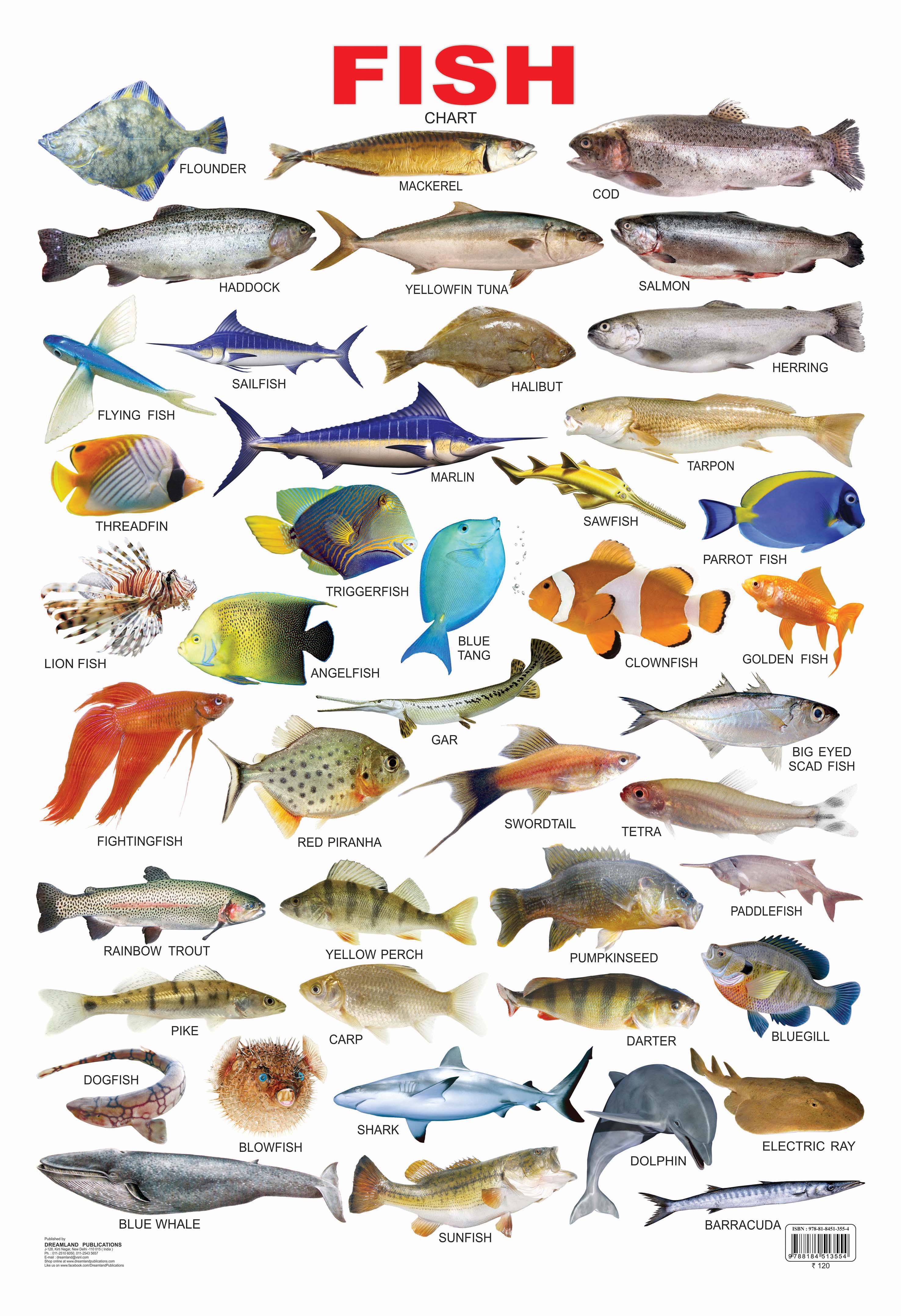 Dreamland Publications Educational Chart for Kids - Fish - Distacart