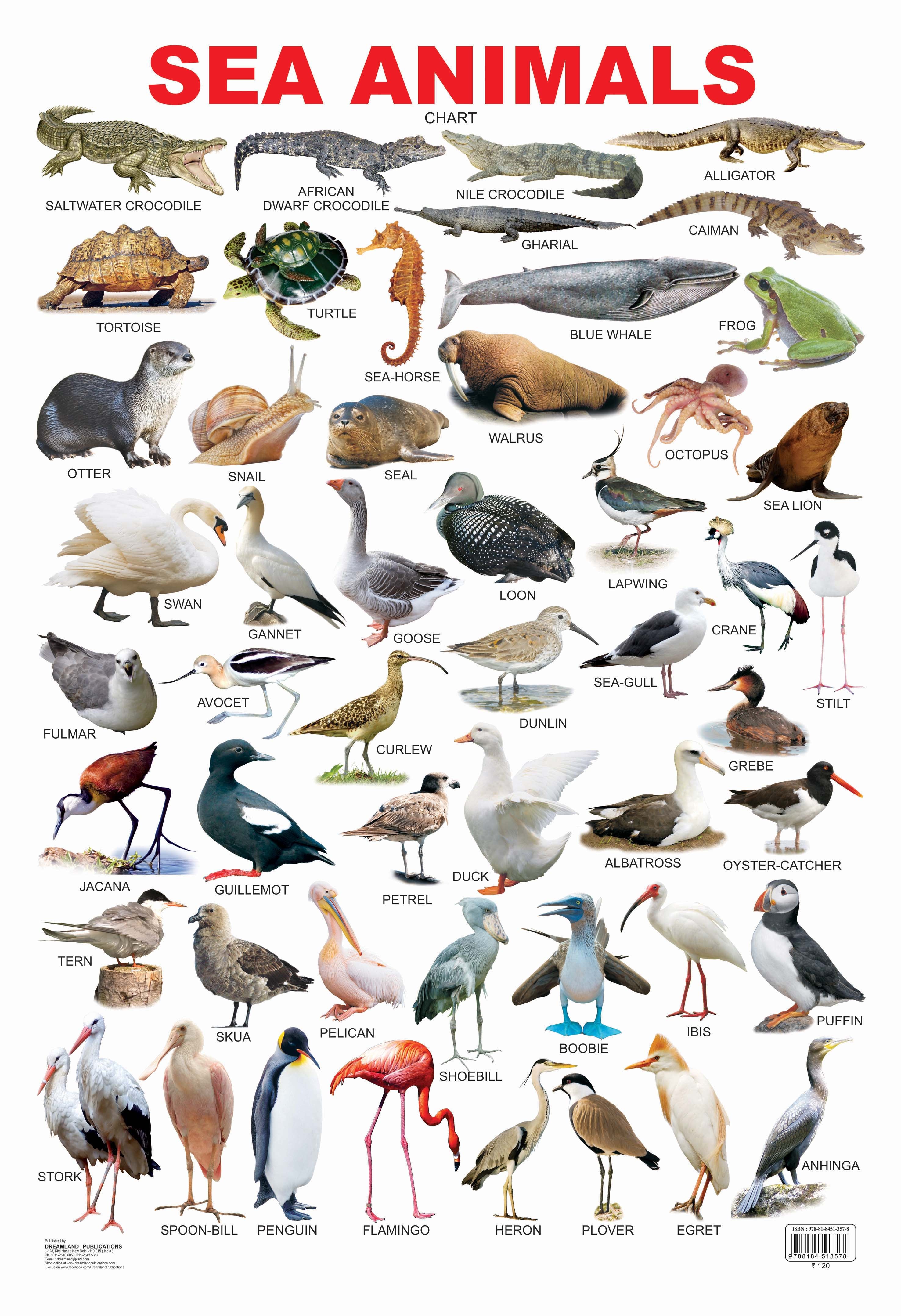 Dreamland Publications Educational Chart for Kids - Sea Animal - Distacart