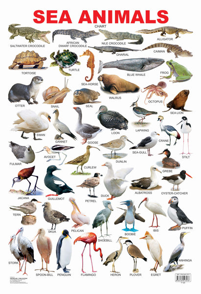 Dreamland Publications Educational Chart for Kids - Sea Animal - Distacart