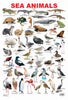 Dreamland Publications Educational Chart for Kids - Sea Animal - Distacart