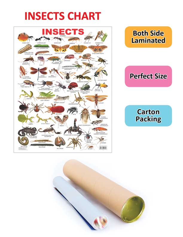 Dreamland Publications Educational Chart for Kids - Insect - Distacart