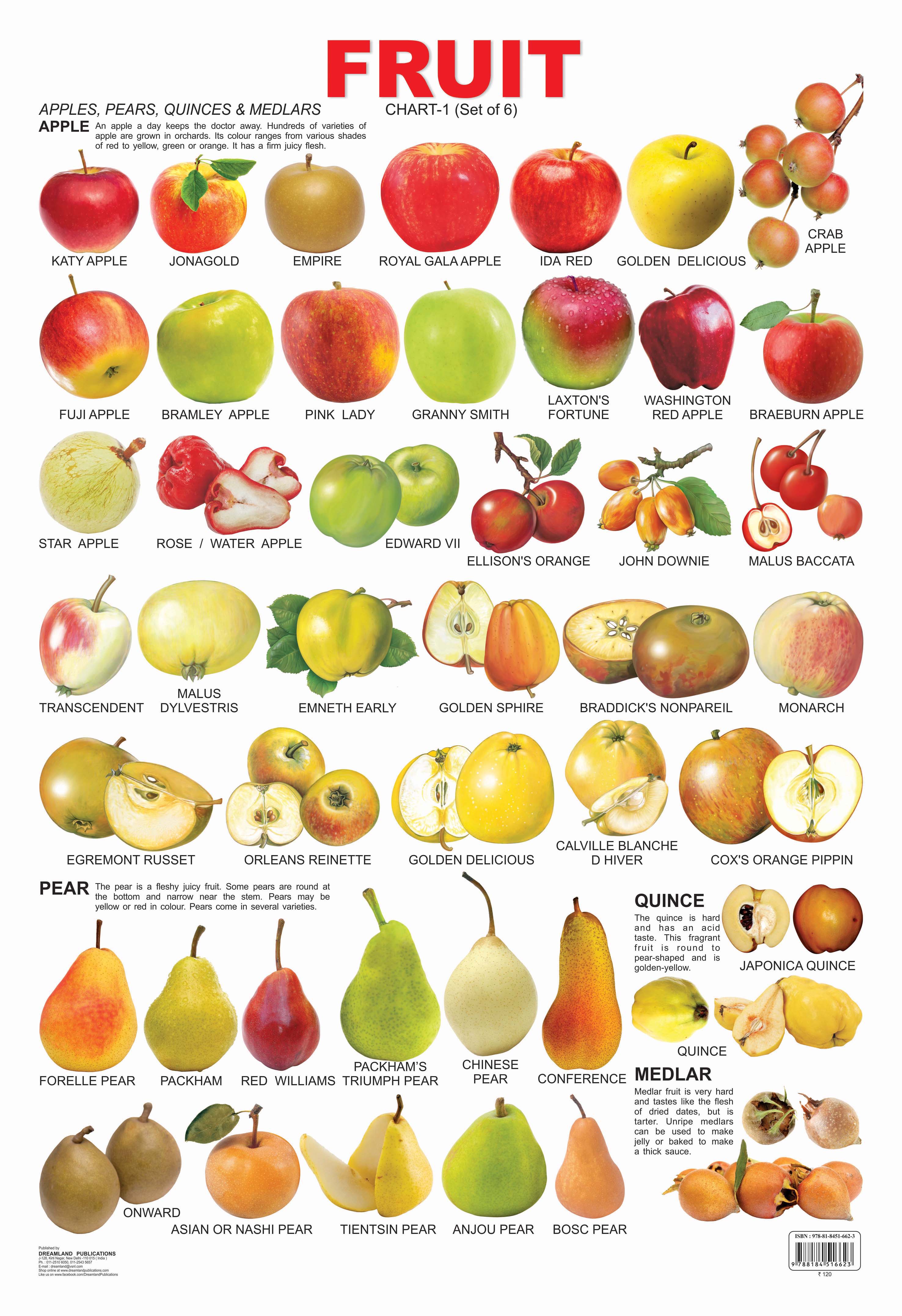 Dreamland Publications Educational Chart for Kids - Fruit Chart - 1 - Distacart