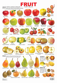 Thumbnail for Dreamland Publications Educational Chart for Kids - Fruit Chart - 1 - Distacart
