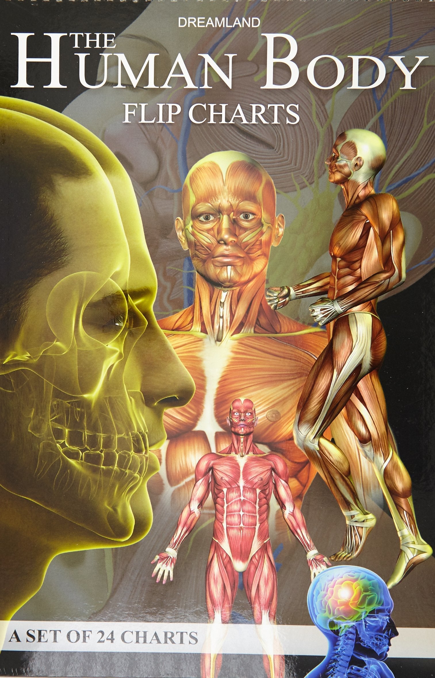 Dreamland The Human Body Flip Charts - Distacart