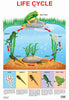 Dreamland Publications Educational Chart for Kids - Life Cycle Chart - Distacart