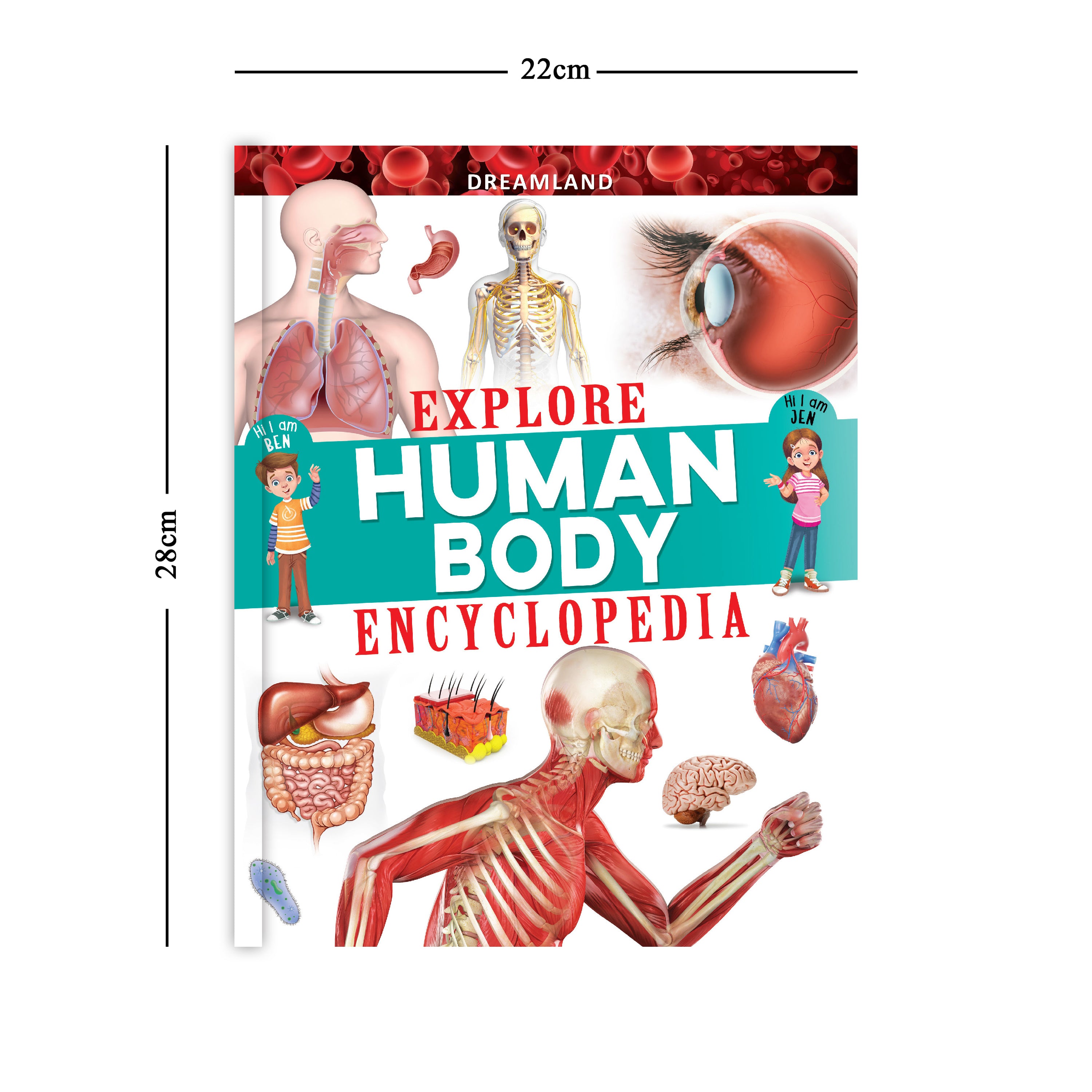 Dreamland Publications Explore Human Body Encyclopedia : Children's Reference Book - Distacart