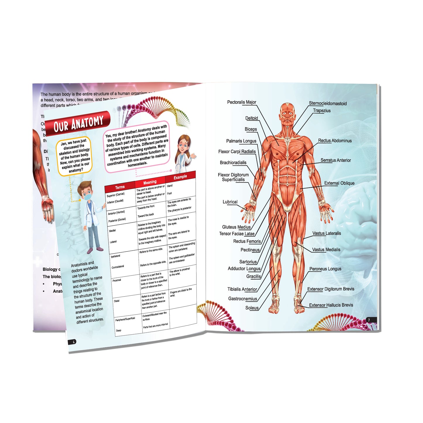 Dreamland Publications Explore Human Body Encyclopedia : Children's Reference Book - Distacart