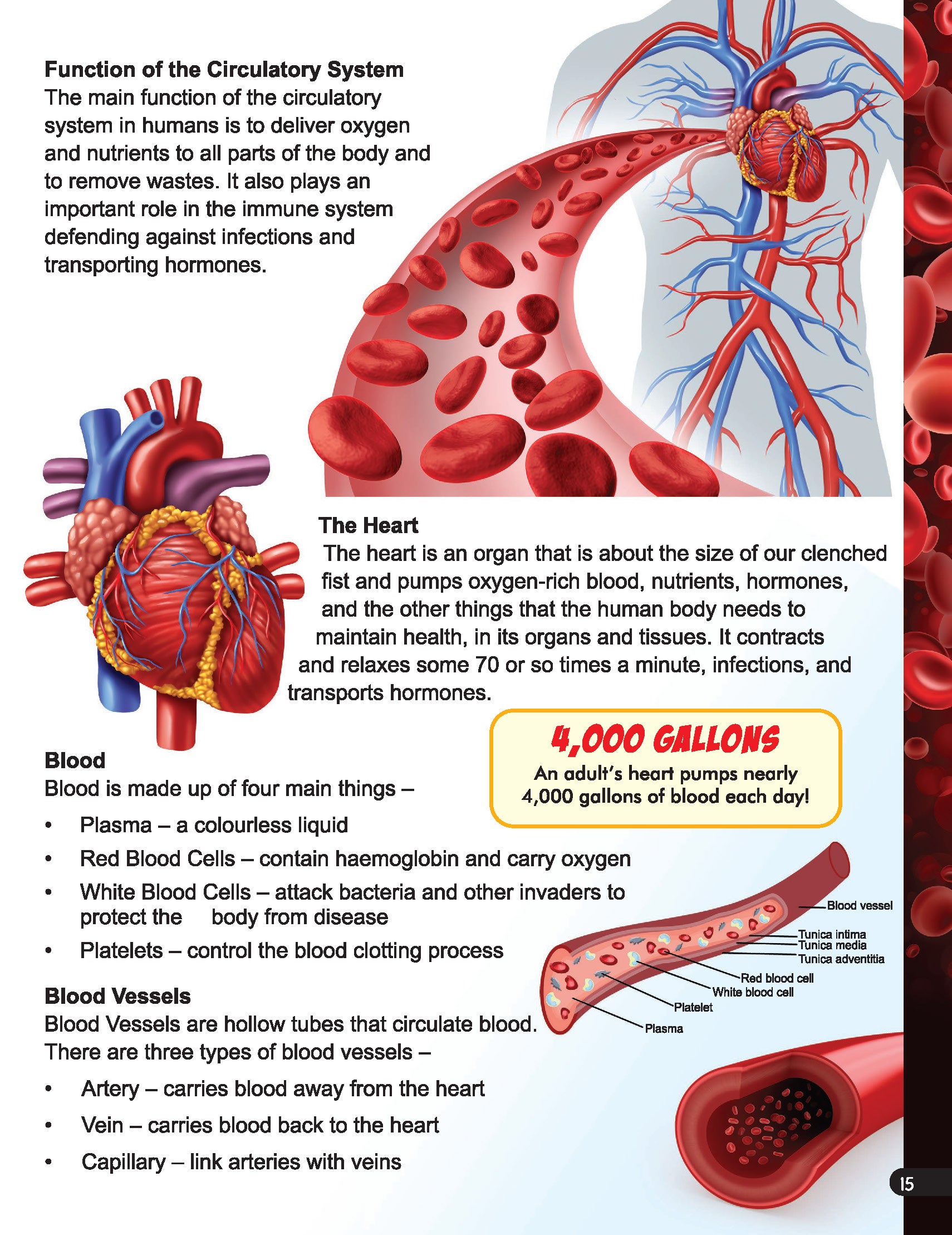 Dreamland Publications Explore Human Body Encyclopedia : Children's Reference Book - Distacart