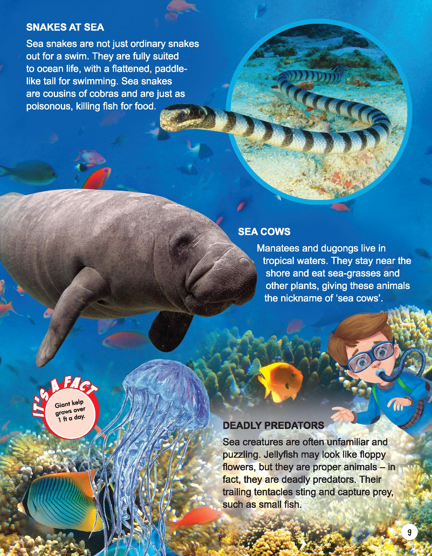 Dreamland Publications Explore Ocean World Encyclopedia : Children's Reference Book - Distacart