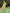 Juniper Women's Mustard Cambric Printed Tiered Dress - Distacart