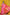 Very Much Indian Rajsi - Handloom High Quality Pure SIlk Paithani With Most Traditional Double Pallu - Feroze Pink - Distacart