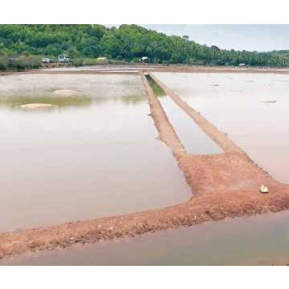 Freshon Natural Salt 