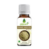 Oilcure Fennel Seed Oil (Saunf) Cold Pressed - Distacart