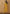 Cheera Women's Silk Blend Fancy Mustard Kurta Palazzo Set - Distacart