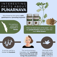 Thumbnail for Herbal Hills Ayurveda Punarnava Powder 