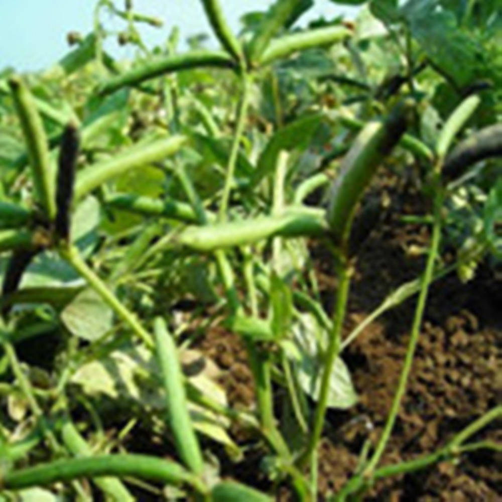 FreshOn Urad Dal Split Premium - Distacart