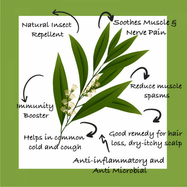 Sarva by Anadi Tea Tree Pure Essential Oil - Distacart