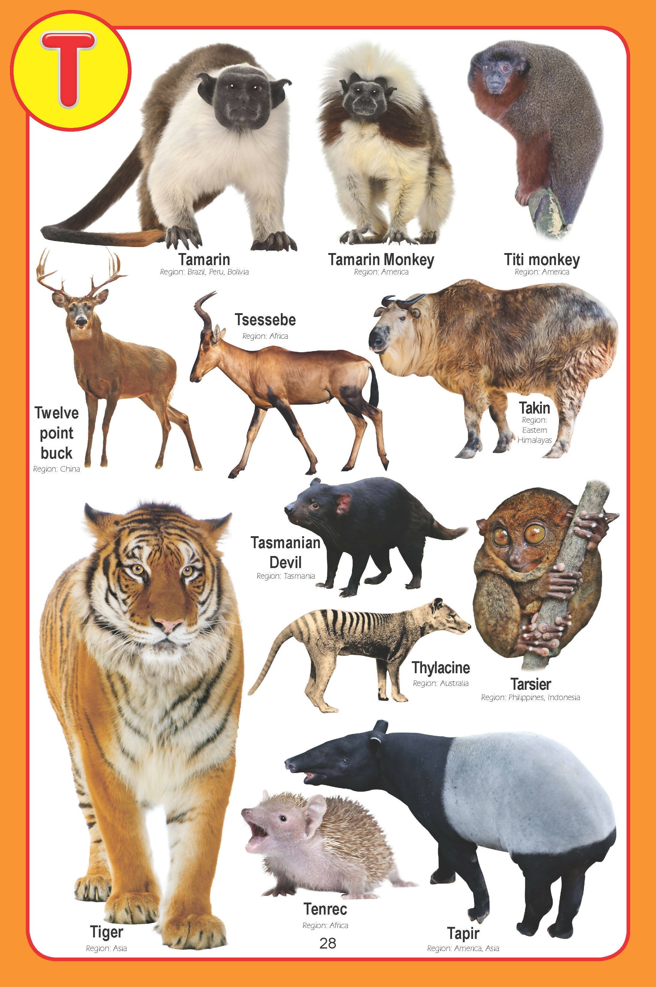 Dreamland Jumbo Pictionary Pack (6 Titles): Children Early Learning Book - Distacart