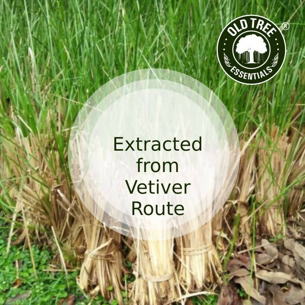Old Tree Vetiver Essential Oil - Distacart