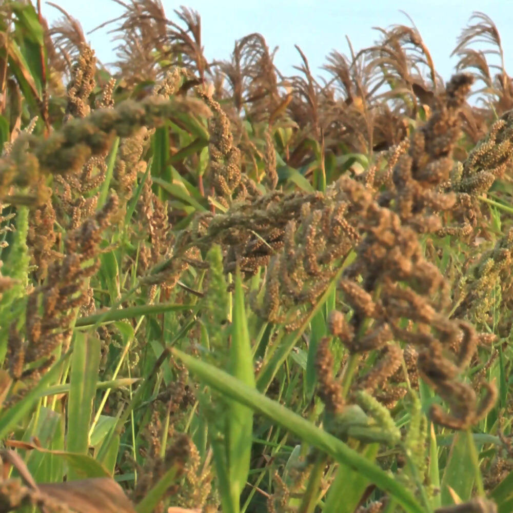Freshon Barnyard Millet - Organically Grown - Distacart
