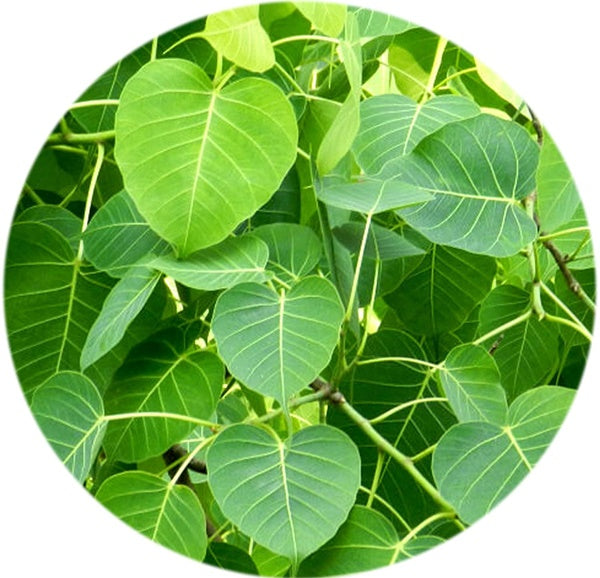 Valli Organics Peepal Leaf Powder