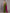 Suta Green Pink Colourblocked Saree - Distacart