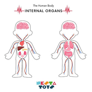 Nesta Toys Human Body | Internal Organs Wooden Puzzle - Distacart