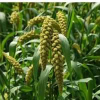 Thumbnail for Freshon Foxtail Millet Whole Grain Flour - Distacart