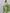 Kalini Women Green Paisley Printed Panelled Pure Cotton Kurta with Churidar & With Dupatta - Distacart
