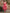Sangria Printed Pure Cotton Kurta With Trouser & Dupatta - Distacart
