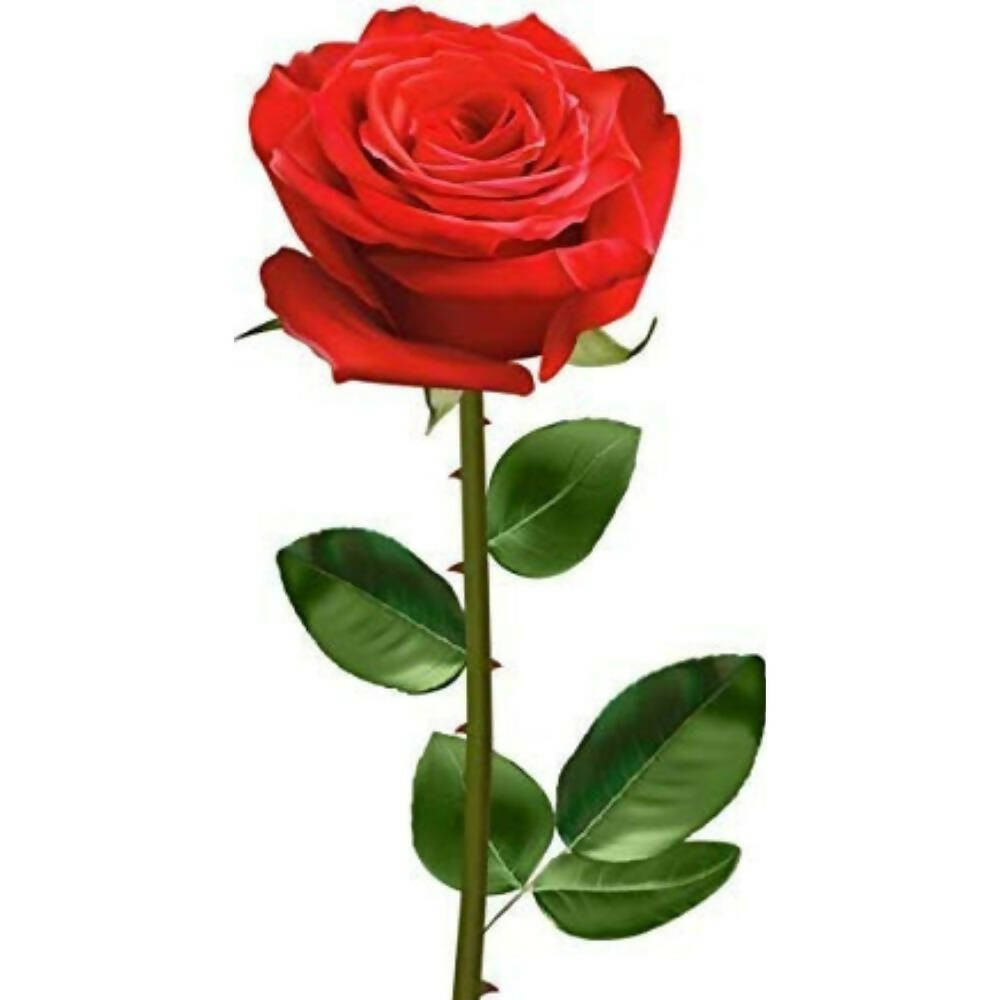 Skytrends Valentine's Day Gifts - Distacart