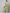 Kalini Women Sea Green Ethnic Motifs Woven Kurti with Trousers & With Dupatta - Distacart