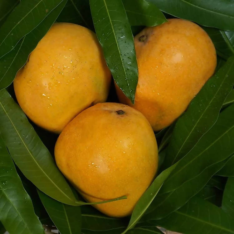 Banganapalli Mangoes - Distacart