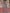 Kalini Ethnic Motifs Printed Pure Chiffon Saree - Distacart