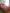 Urban Magic Pink Printed Cotton 104 TC King Bedsheet with 2 Pillow Covers - Distacart