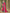 Kalini Pink & Teal Woven Design Zari Kanjeevaram Saree - Distacart