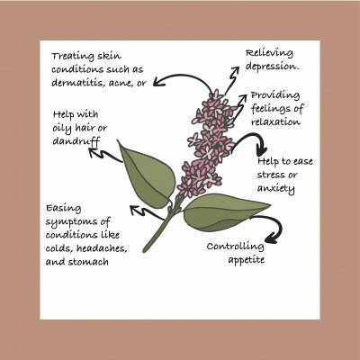 Sarva by Anadi Patchouli Pure Essential Oil - Distacart